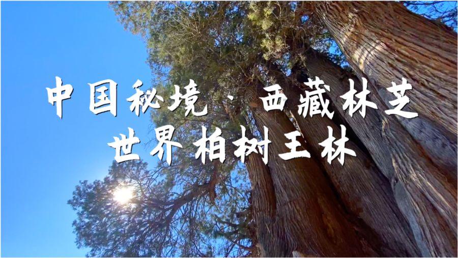 自由小迷宫
